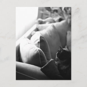 Cartão Postal Cartão-postal da Sala Cats