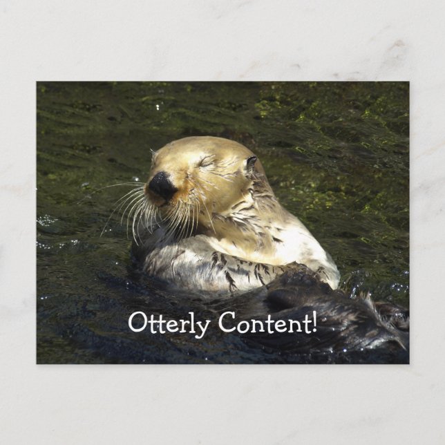 Cartão Postal Cartão-postal da Sea Otter (Frente)