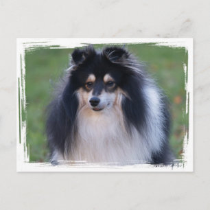 Cartão Postal Cartão-postal da Sheltie Photo
