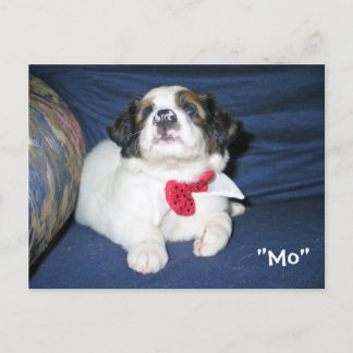 Cartão Postal Cartão-postal da Sociedade Humanitária Amazon: Ser