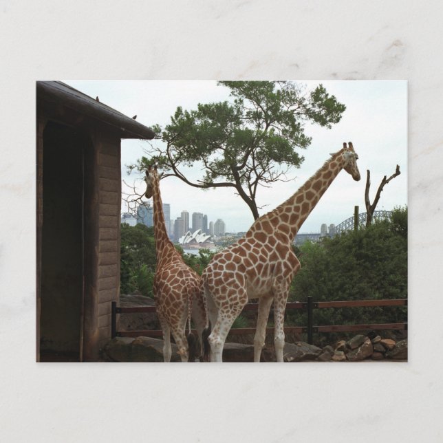 Cartão Postal Cartão-postal da Sydney Opera House (Frente)