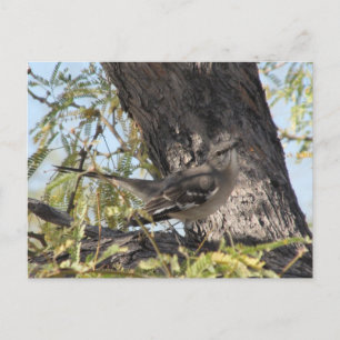 Cartão Postal Cartão-postal da Townsend