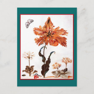 Cartão Postal Cartão-postal da Tulipa do Papagaio