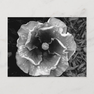 Cartão Postal Cartão-postal da ventoinha B/W