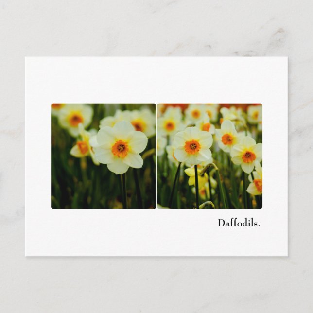 Cartão Postal Cartão-postal Daffodil (Frente)