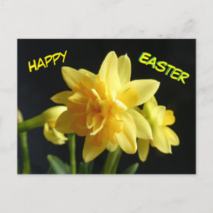 Cartão Postal Cartão-postal Daffodils de felz pascoa de flor dup