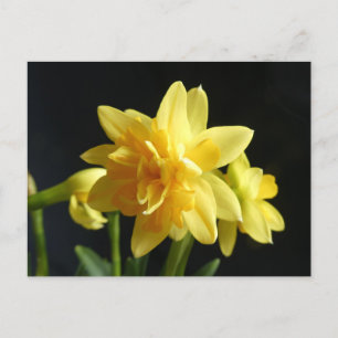 Cartão Postal Cartão-postal Daffodils DIY de flor dupla