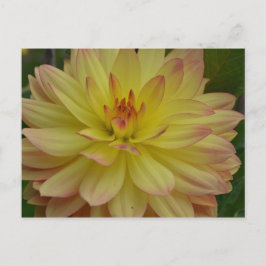 Cartão Postal Cartão-postal Dahlia Amarelo