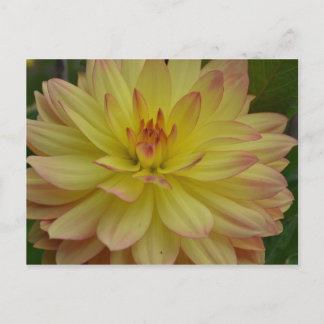 Cartão Postal Cartão-postal Dahlia Amarelo