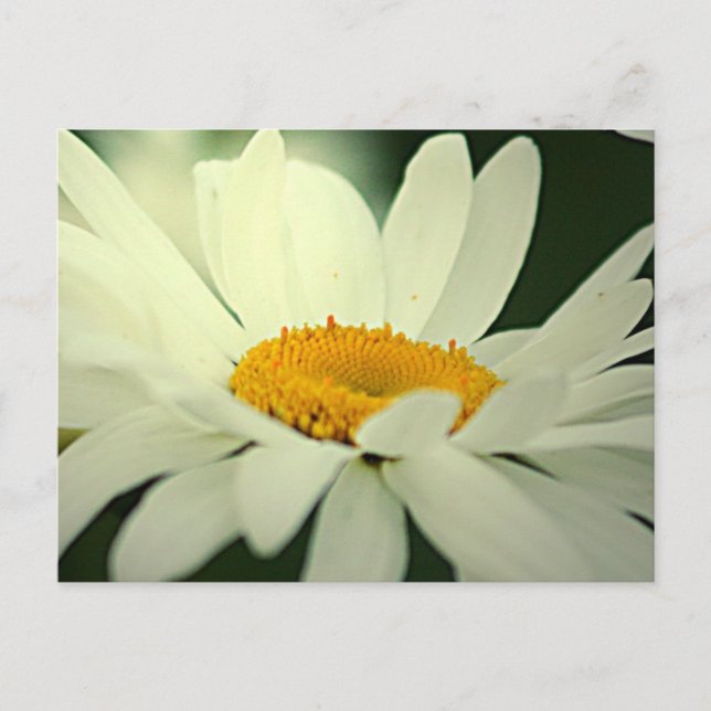Cartão Postal Cartão-postal Daisy (Frente)