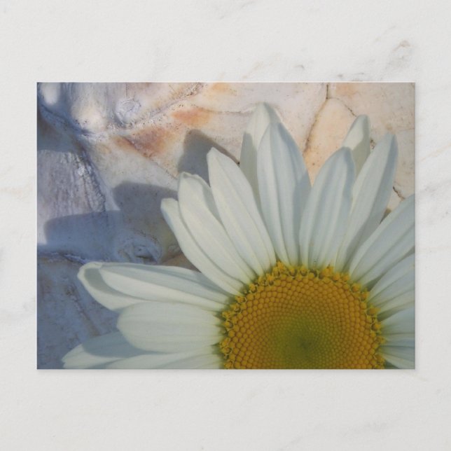 Cartão Postal Cartão-postal Daisy (Frente)
