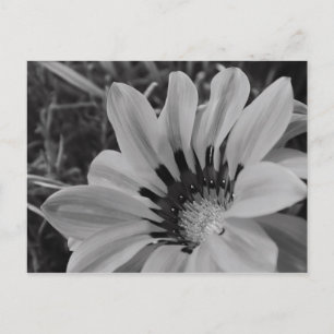 Cartão Postal Cartão-postal Daisy Flower