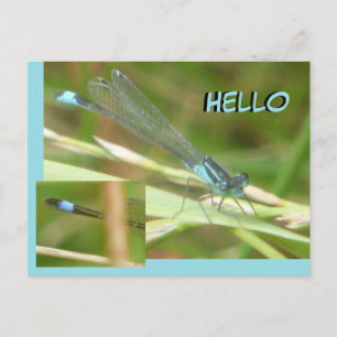 Cartão Postal Cartão-postal Damselfly HELLO