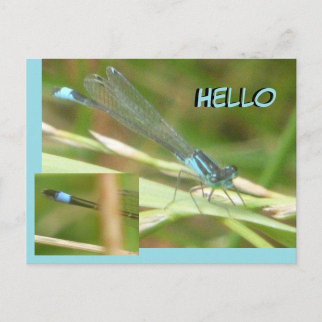 Cartão Postal Cartão-postal Damselfly HELLO (Frente)