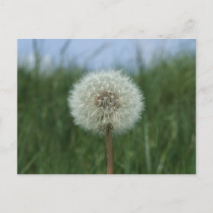 Cartão Postal Cartão-postal Dandelion