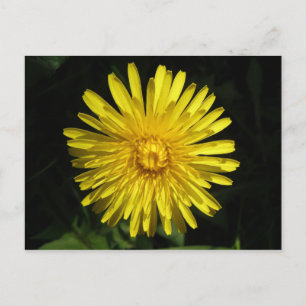 Cartão Postal Cartão-postal Dandelion