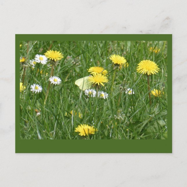 Cartão Postal Cartão-postal Dandelions & Daisies Grass Field DIY (Frente)