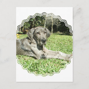 Cartão Postal Cartão-postal Dane Puppy