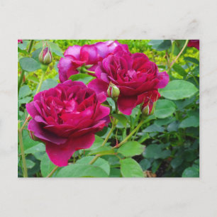 Cartão Postal Cartão-postal Darcey Bussell Rosa nº 2