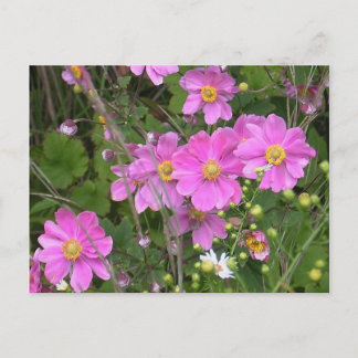 Cartão Postal Cartão-postal das Anemonas