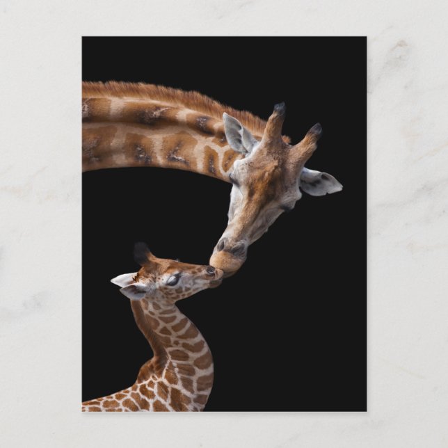 Cartão Postal Cartão-postal das beijas Giraffe (Frente)