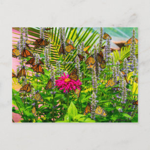 Cartão Postal Cartão-postal das Borboletas Monarcas