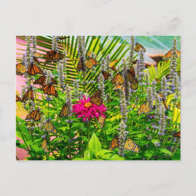 Cartão Postal Cartão-postal das Borboletas Monarcas (Frente)