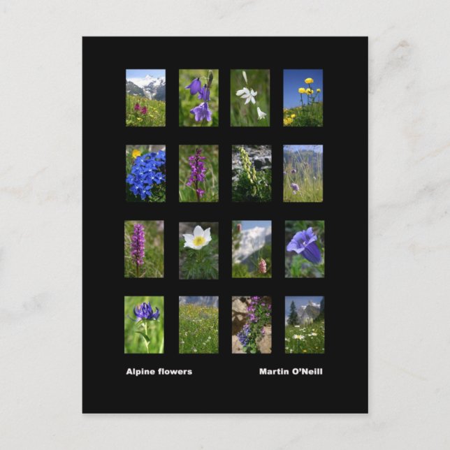 Cartão Postal Cartão-postal das flores alpinas (Frente)