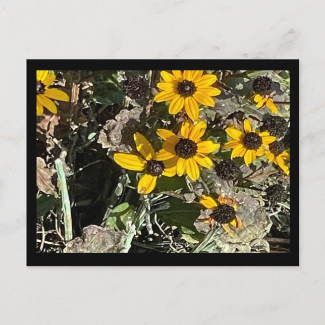 Cartão Postal Cartão-postal das flores amarelas com borda preta (Frente)