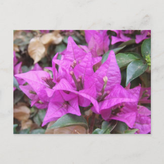 Cartão Postal Cartão-postal das flores cor-de-rosa Bougainvillea