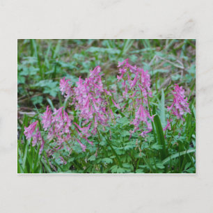 Cartão Postal Cartão-postal das flores corydalis rosa