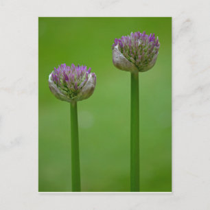 Cartão Postal Cartão-postal das flores de Allium