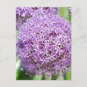 Cartão Postal Cartão-postal das flores de Allium
