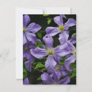 Cartão Postal Cartão-postal das Flores de Clematis Roxos