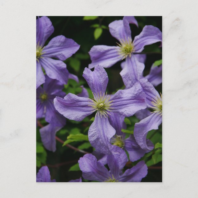 Cartão Postal Cartão-postal das Flores de Clematis Roxos (Frente)