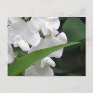 Cartão Postal Cartão-postal das flores de ervilha doce