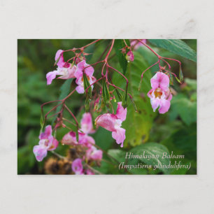 Cartão Postal Cartão-postal das flores de Himalayan Balsam