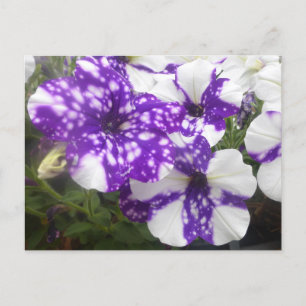 Cartão Postal Cartão-postal das flores de jardim branco roxo