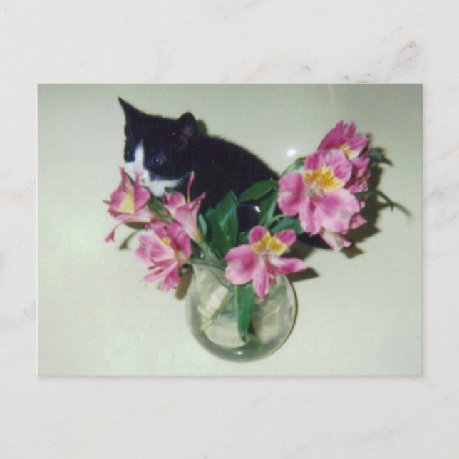 Cartão Postal Cartão-postal das flores de Kitten (Frente)