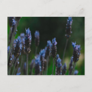 Cartão Postal Cartão-postal das flores de Lavanda azul púrpura