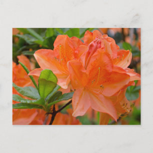 Cartão Postal Cartão-postal das flores de limonara de Rhododendr