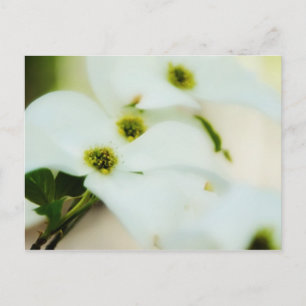 Cartão Postal Cartão-postal das flores de madeira