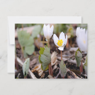 Cartão Postal Cartão-postal das Flores de Mola