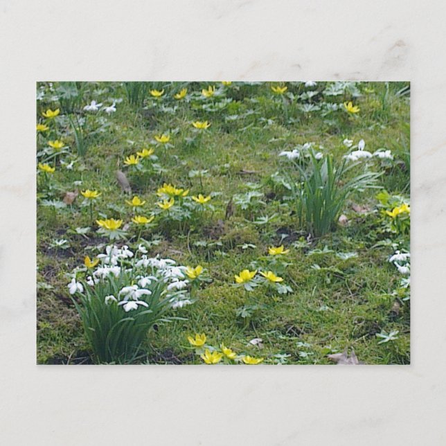 Cartão Postal Cartão-postal das Flores de Mola (Frente)