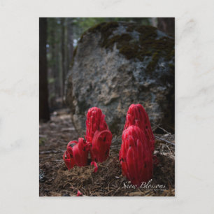 Cartão Postal Cartão-postal das flores de neve