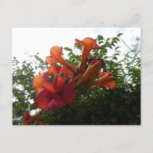 Cartão Postal Cartão-postal das flores de trompete laranja