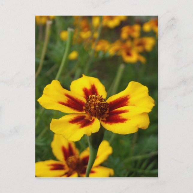 Cartão Postal Cartão-postal das Flores Marigold (Frente)