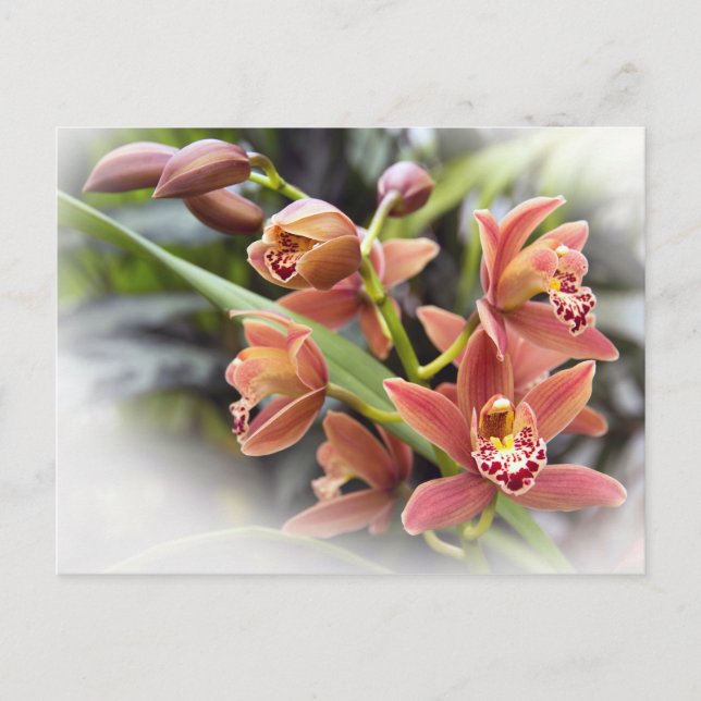 Cartão Postal Cartão-postal das Flores Orquídeas de Cymbidium La (Frente)