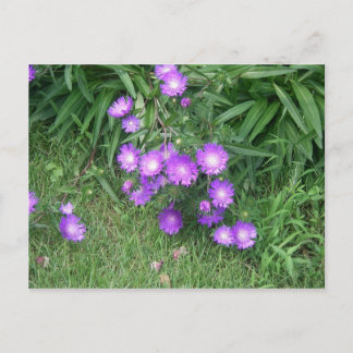 Cartão Postal Cartão-postal das flores roxas