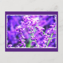 Cartão Postal Cartão-postal das flores roxas adoráveis
